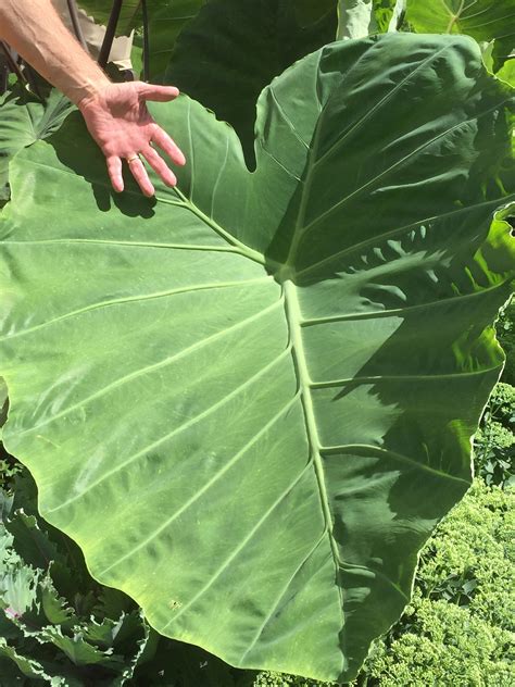 moisture meter elephant ear|temperature for elephant ear plants.